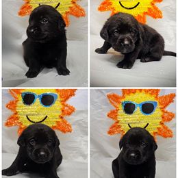 Boy 6 - Black male Labrador Retriever puppy in Holyoke, Massachusetts from Urban Oak Labradors LLC