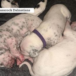 Dalmatian Puppies from Glasscock Dalmatians
