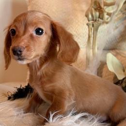Cullen - Red male Dachshund puppy in Washburn, Tennessee from Clinch Mountain Dachshunds