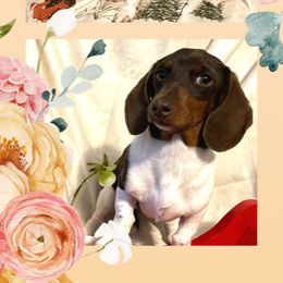 Peanut - Dachshund
