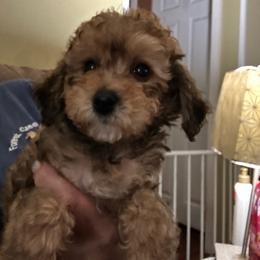Westin - Phantom male Goldendoodle puppy in Waynesboro, Virginia from Forest Creek Kennel