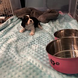 Barron Maximillian (Jason) - Tri-color male Cavalier King Charles Spaniel puppy in Broken Arrow, Oklahoma from Cavalier King Charles Heartland