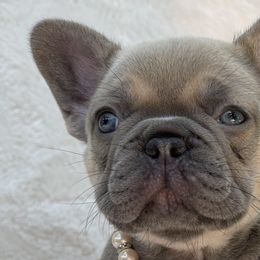Girl 1 - French Bulldog puppy in Perris, California from Ultra Paws Plus
