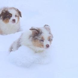 Australian Shepherd Puppies from T4 Australian Shepherds