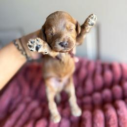 Boy 4 - Red male Cockapoo puppy in Danielsville, Georgia from Meg's Doodles and Poodles