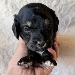 Cocoa - Sable male Goldendoodle puppy in Twin Falls, Idaho from Magic Valley Family Doodles