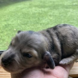 Solo - Dapple male Dachshund puppy in Ranburne, Alabama from Camdox