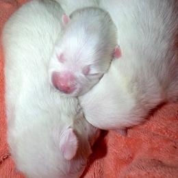 BRIE - White female Pomeranian puppy in Pavilion, New York from Calverton Pomeranians