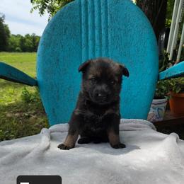 Foxy - Sable female German Shepherd puppy in Cave City, Arkansas from Bayou Valley Shepherds and American Hunt Terriers