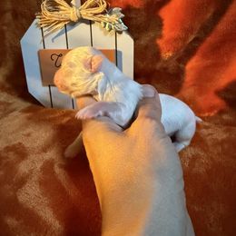 Molly - White female Maltese puppy in Asheville, North Carolina from TCBs Glowing Maltese