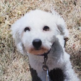 Sweets - Sheepadoodle