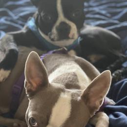 Boston Terriers from Blue Star Farms