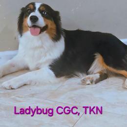 Lady - Black tri-color female Australian Shepherd puppy in Waddell, Arizona from Winsome Aussies