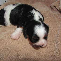 Cavalier King Charles Spaniel puppies from Lori's Cavalier King Charles Spaniels & Dachshunds