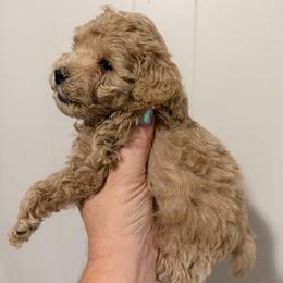 Boy 2 AKC Runt Bones - Apricot male Poodle puppy in Lees Summit, Missouri from Divine K9s LLC