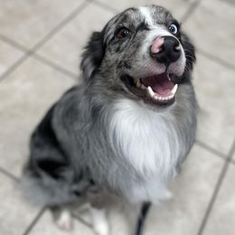 Aussiedoodles, Australian Shepherds, and Poodles from Loyal Liberty Aussies