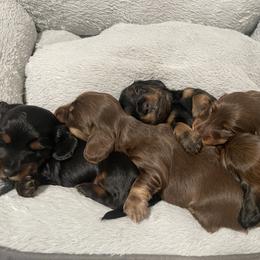 Dachshund Puppies from Devoted Doxies - DLL