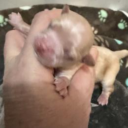 Baratheon - Fawn male Chihuahua puppy in Seneca, Missouri from Stephanie’s Puppy Colony