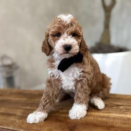 Acorn boy - Apricot male Goldendoodle puppy in Rio Linda, California from Plush Doodles