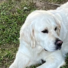 Juppy - Golden Retriever