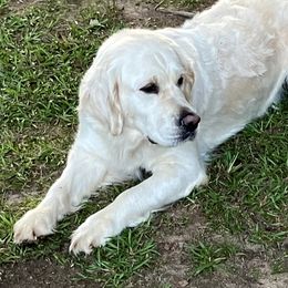 Juppy - Golden Retriever