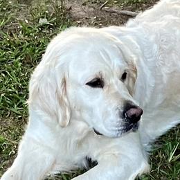 Juppy - Golden Retriever