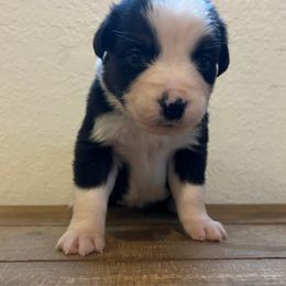 Girl # 2 - Australian Shepherd puppy in Oregon from Royal Australian Shepherds