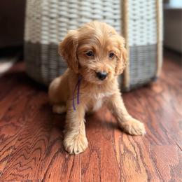 Cricket - Red and white female Cockapoo puppy in Alexandria, Alabama from Bright and Beautiful Cockapoos and Doodles