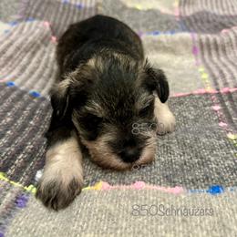 Miniature Schnauzer Puppies from 850Schnauzers