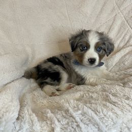 Miniature American Shepherd, Miniature Australian Shepherd, and Toy Australian Shepherd Puppies from Little Dipper mini Americans and toy Aussies