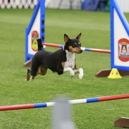 Basenjis from Denise Vertrees