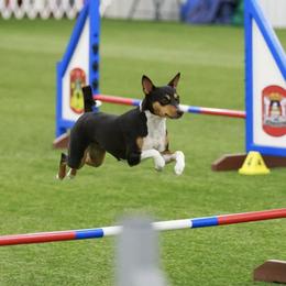 Basenjis from Denise Vertrees