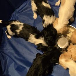 Cavalier King Charles Spaniels, Cavapoos, and Poodles from Far West Texas Oodles of Cavi's & Cavoodles