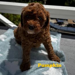 Goldendoodle Puppies from Anna Liu