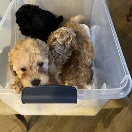 Poodle and Yorkshire Terrier Puppies from Keystone Poodles