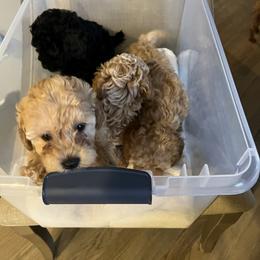 Poodle and Yorkshire Terrier Puppies from Keystone Poodles