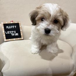 Fluffy - White female Coton de Tulear puppy in Surprise, Arizona from Lizzy’s Tribe