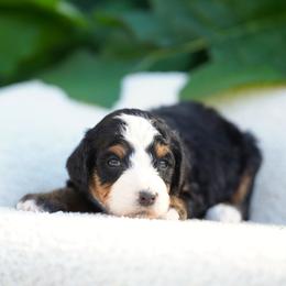 Chloe - Tri-color female Bernedoodle puppy in Spokane, Washington from Lilac City Doodles
