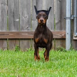 Blue collar - Red and rust male Doberman Pinscher puppy in Lafayette, Louisiana from Indah Lux Dobermans