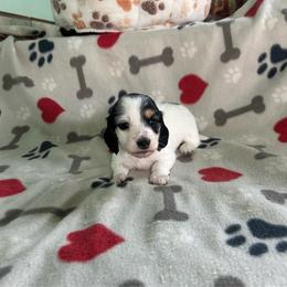 Yellow - Black and cream female Dachshund puppy in Cumby, Texas from Dog Daze Ranch