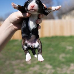 Bernedoodle, Cavapoo, Goldendoodle, and Poodle Puppies from Wasatch Pup