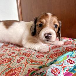 Boy 1 - Piebald male Dachshund puppy in Woodlake, California from Wild West Weenies