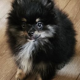 Tia boy 1 - Black and tan male Pomeranian puppy in Turnersville, New Jersey from MK Exquisite Poms
