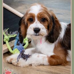 Ophelia - Brown white and tan female Cockapoo puppy in Connersville, Indiana from Deaz Doodle Ranch