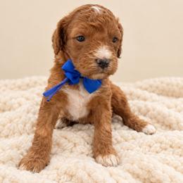 Boy 2 - Red male Cavapoo puppy in Waskom, Texas from Pearls & Curls doodles & poodles