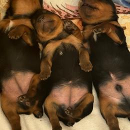 Anna - Black and tan female Yorkshire Terrier puppy in Morrison, Colorado from CDA Heavenly Yorkies