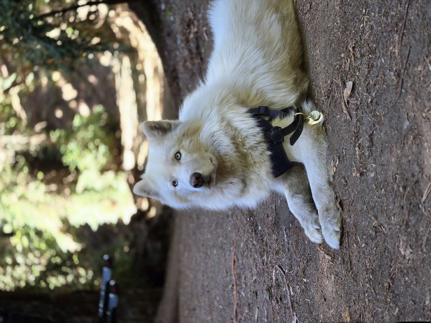 Logan - Siberian Husky