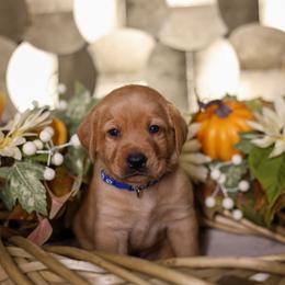 Balto - Yellow male Labrador Retriever puppy in Twin Falls, Idaho from Whispering White Pines Labradors