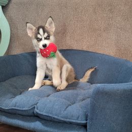 Sporky - Red and white male Pomsky puppy in Waddell, Arizona from Winsome Pomskies