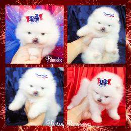 Blanche - White female Pomeranian puppy in Anna, Texas from Fantasy Pomeranians & Fantasy Aussies